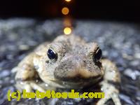 /home//u458753944/public_html/sourcegallery//Roxborough Toad Detour/2022/2022-03-17/P3170869.JPG